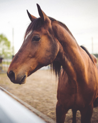 Riding the wave: why retailers can’t ignore the bridleless movement