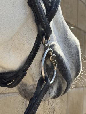 Mustangs’ Corral Spotlight – Aster Bits